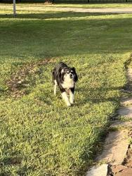 Found/Stray Male Dog last seen Stevens and McDonald Road in Rockwall/Heath, Stevens Rd, TX 75032