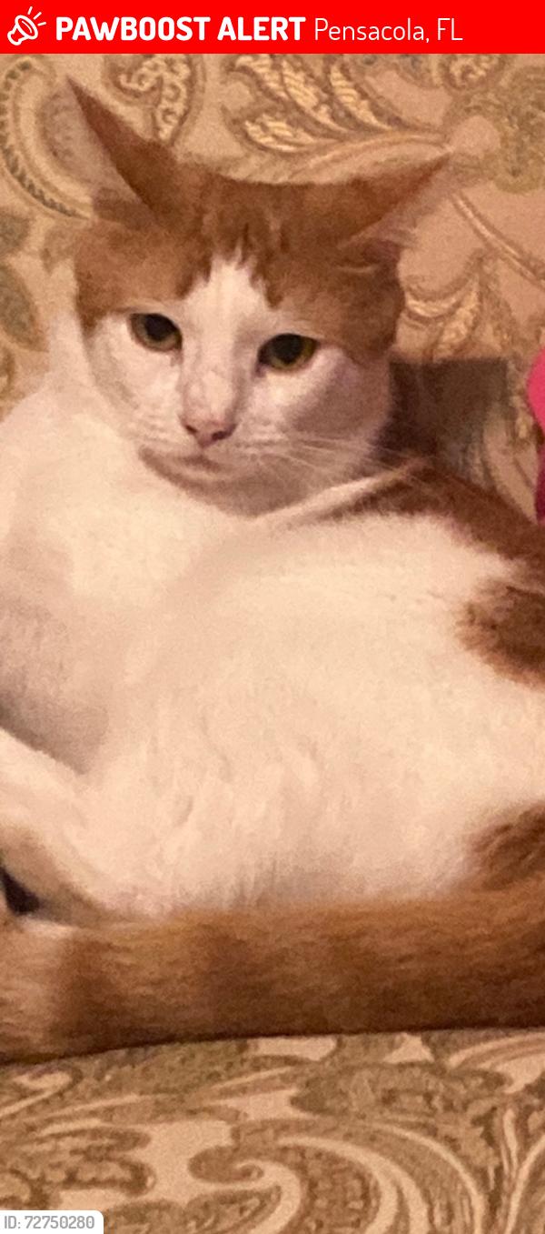 Lost Male Cat last seen Near Cassia Dr,  Pensacola FL  32506, Pensacola, FL 32506