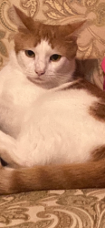Lost Male Cat last seen Near Cassia Dr,  Pensacola FL  32506, Pensacola, FL 32506