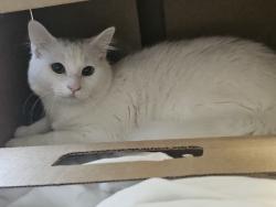 Found/Stray Male Cat last seen Marathon Gas Station, Birmingham, AL 35209