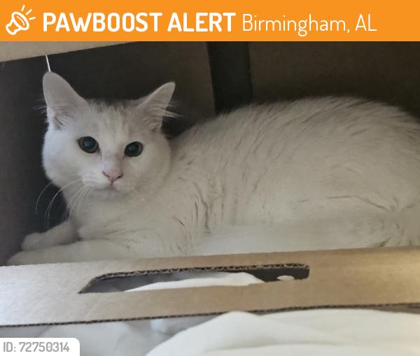Found/Stray Male Cat last seen Marathon Gas Station, Birmingham, AL 35209