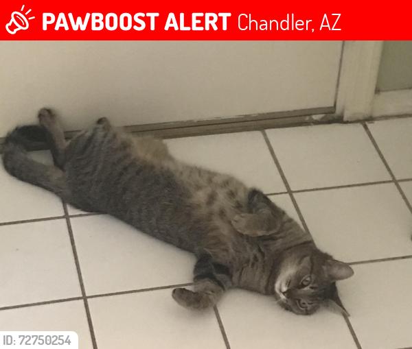 Lost Female Cat last seen Dobson and Warner , Chandler, AZ 85224