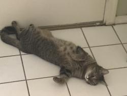 Lost Female Cat last seen Dobson and Warner , Chandler, AZ 85224