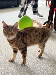 Lost Female Cat last seen 79th st and Oaklandon Rd, Indianapolis, IN 46236