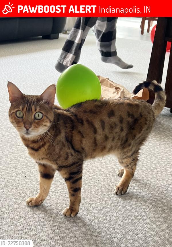 Lost Female Cat last seen 79th st and Oaklandon Rd, Indianapolis, IN 46236