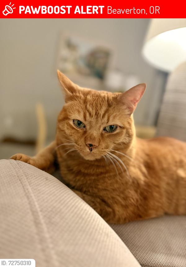 Lost Male Cat last seen SW Osprey and SW Murray behind the Safeway, Beaverton, OR 97007