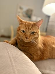Lost Male Cat last seen SW Osprey and SW Murray behind the Safeway, Beaverton, OR 97007