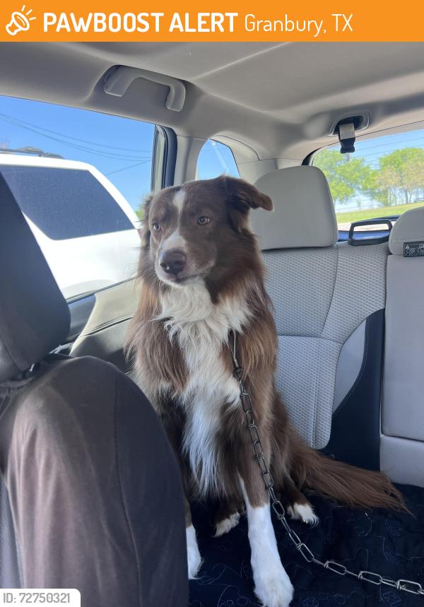 Found/Stray Male Dog last seen Lipan Hwy & Thorp springs road , Granbury, TX 76048