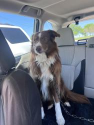 Found/Stray Male Dog last seen Lipan Hwy & Thorp springs road , Granbury, TX 76048