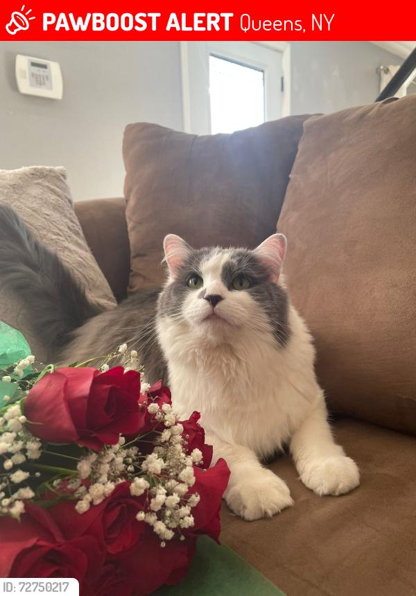 Lost Female Cat last seen 218th St & 100th Ave, Queens, NY 11428