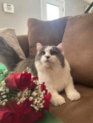 Lost Female Cat last seen 218th St & 100th Ave, Queens, NY 11428