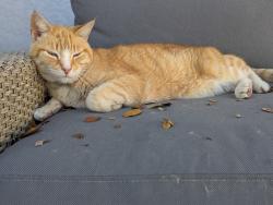 Lost Male Cat last seen Near Avenue North and 57th street north, St. Petersburg, FL 33710