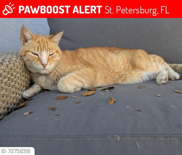 Lost Male Cat last seen Near Avenue North and 57th street north, St. Petersburg, FL 33710