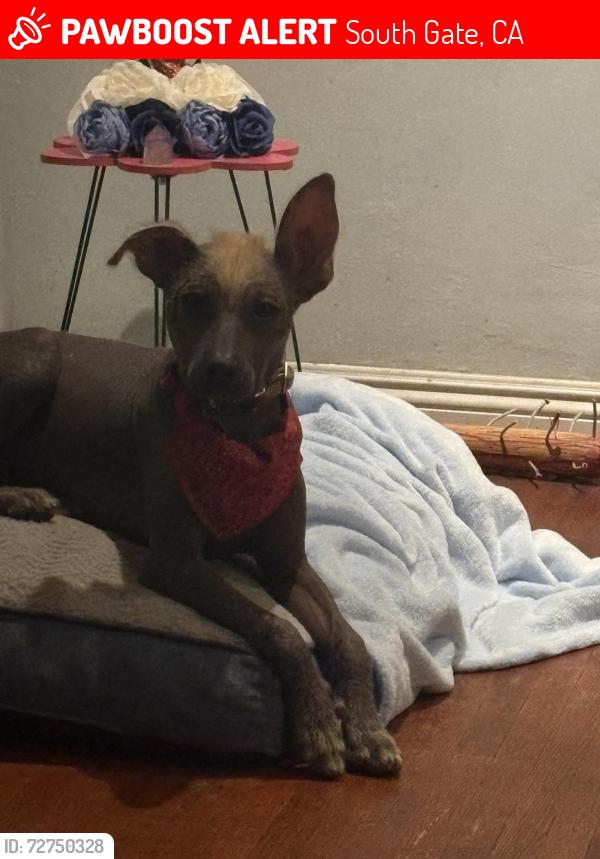Lost Male Dog last seen Near sequoia drive South Gate ca 90280, South Gate, CA 90280