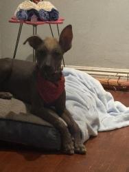 Lost Male Dog last seen Near sequoia drive South Gate ca 90280, South Gate, CA 90280