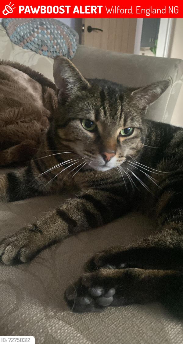 Lost Male Cat last seen Maplestead Ave, Wilford, England NG11