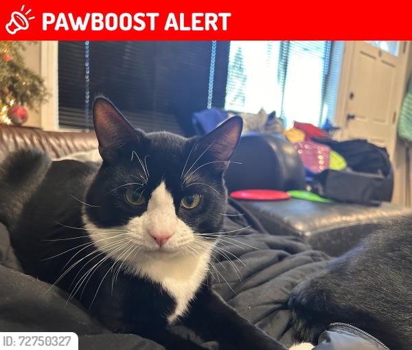 Lost Male Cat last seen Mountlake Terrace Elementary School , Mountlake Terrace, WA 98043