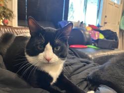 Lost Male Cat last seen Mountlake Terrace Elementary School , Mountlake Terrace, WA 98043