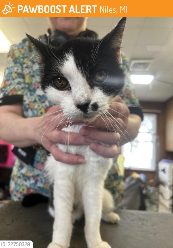 Found/Stray Unknown Cat last seen Top Notch Grooming, Fort & 13th St, Niles, MI 49120
