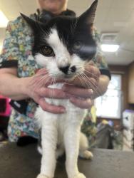 Found/Stray Unknown Cat last seen Top Notch Grooming, Fort & 13th St, Niles, MI 49120