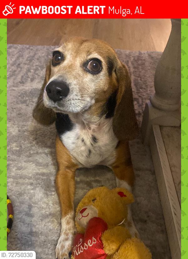 Lost Female Dog last seen Alliance Rd, Mulga, AL 35118