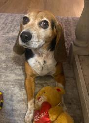 Lost Female Dog last seen Alliance Rd, Mulga, AL 35118