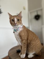 Lost Female Cat last seen Sylvia Rd (Walnut Grove), Dickson, TN 37036