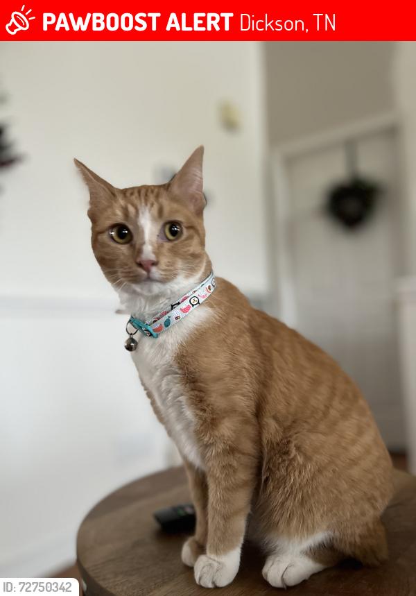 Lost Female Cat last seen Sylvia Rd (Walnut Grove), Dickson, TN 37036