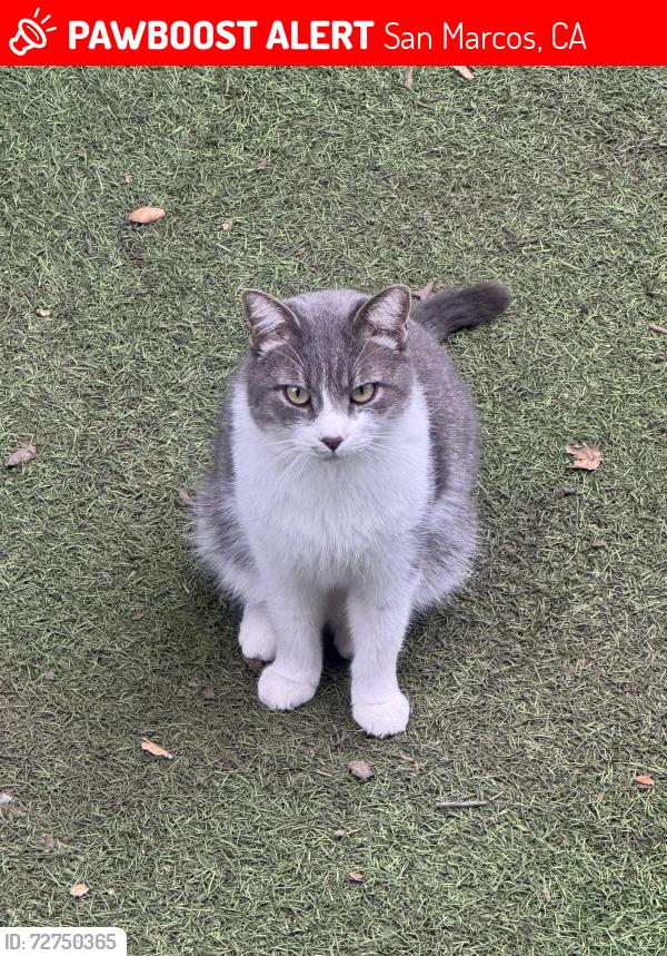Lost Male Cat last seen Near Las Flores Dr San Marcos Ca, San Marcos, CA 92078