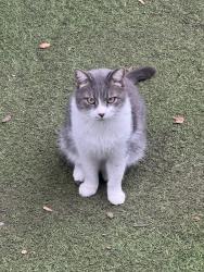 Lost Male Cat last seen Near Las Flores Dr San Marcos Ca, San Marcos, CA 92078