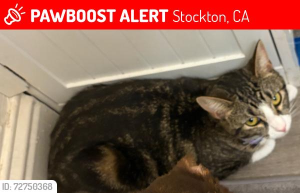 Lost Female Cat last seen Glenbrook Ln & Kermit Ln, Stockton, CA 95207