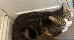 Lost Female Cat last seen Glenbrook Ln & Kermit Ln, Stockton, CA 95207