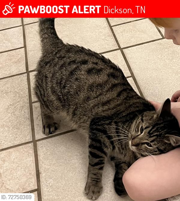 Lost Male Cat last seen Sylvia Rd (Walnut Grove), Dickson, TN 37036