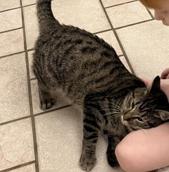 Lost Male Cat last seen Sylvia Rd (Walnut Grove), Dickson, TN 37036