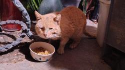 Found/Stray Unknown Cat last seen Beach Blvd & Heil, Huntington Beach, CA 92647