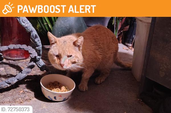 Found/Stray Unknown Cat last seen Beach Blvd & Heil, Huntington Beach, CA 92647