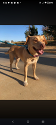 Lost Female Dog last seen Judson rd, Longview, TX 75605