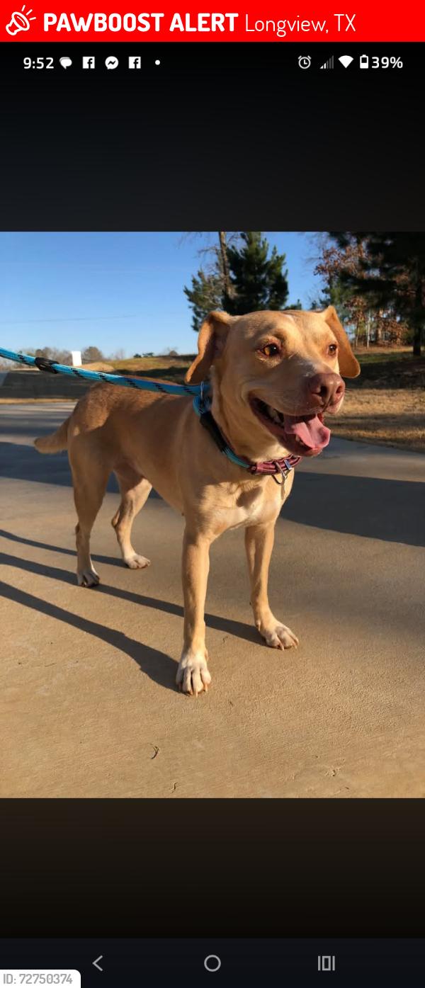 Lost Female Dog last seen Judson rd, Longview, TX 75605