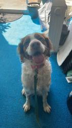Found/Stray Male Dog last seen We 128th st and 176th ave se, Renton, wa, East Renton Highlands, WA 98059