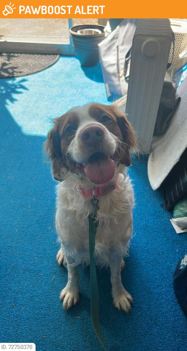 Found/Stray Male Dog last seen We 128th st and 176th ave se, Renton, wa, East Renton Highlands, WA 98059