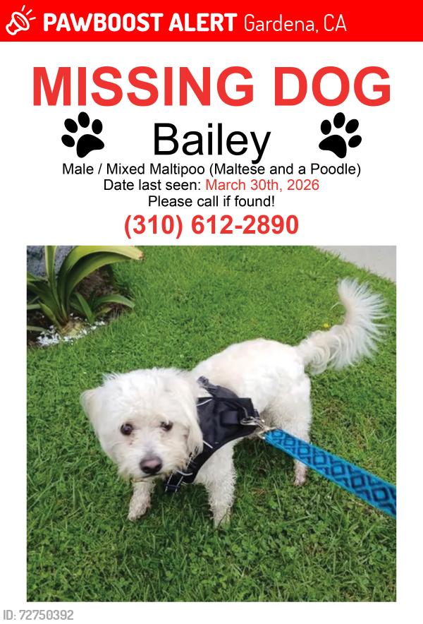 Lost Male Dog last seen Normandie and 148th , Gardena, CA 90247