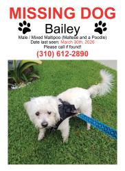Lost Male Dog last seen Normandie and 148th , Gardena, CA 90247