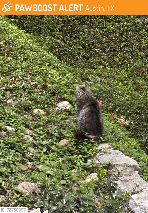 Found/Stray Unknown Cat last seen High Oaks apmts , Austin, TX 78759