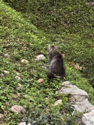 Found/Stray Unknown Cat last seen High Oaks apmts , Austin, TX 78759