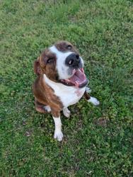 Found/Stray Male Dog last seen Happy Valley Rd and 2A, Rossville, GA 30741