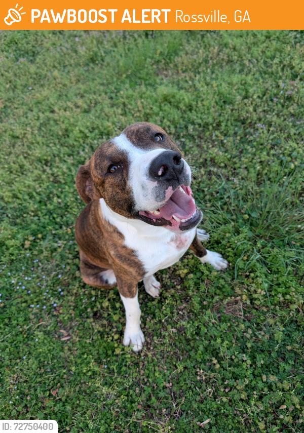 Found/Stray Male Dog last seen Happy Valley Rd and 2A, Rossville, GA 30741