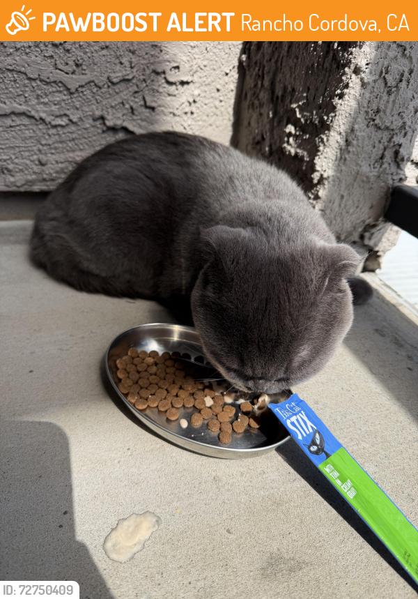 Found/Stray Unknown Cat last seen close to dolan automall, Rancho Cordova, CA 95742
