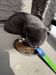 Found/Stray Unknown Cat last seen close to dolan automall, Rancho Cordova, CA 95742