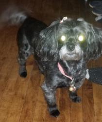 Lost Female Dog last seen North Ave & Pulaski, Chicago, IL 60647