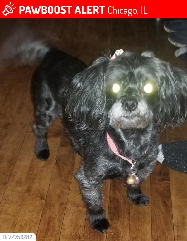 Lost Female Dog last seen North Ave & Pulaski, Chicago, IL 60647